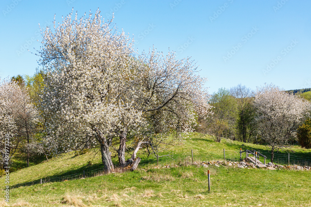 Path through a pasture with cherry blossoms Path through a pasture with cherry blossoms