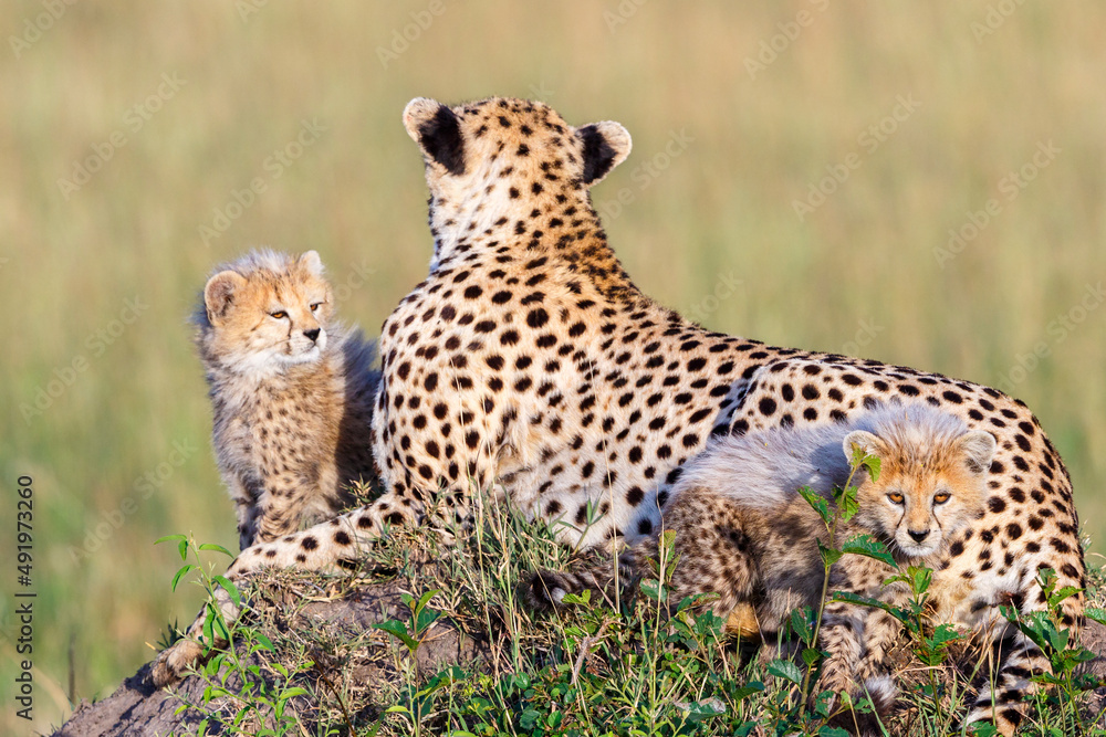 Fototapeta premium Cheetah cubs with their mother