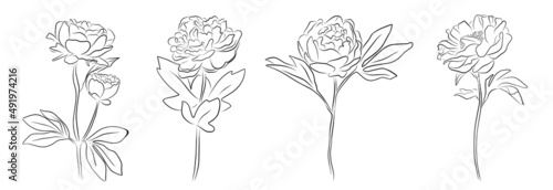 set of differents peony decoration on white background