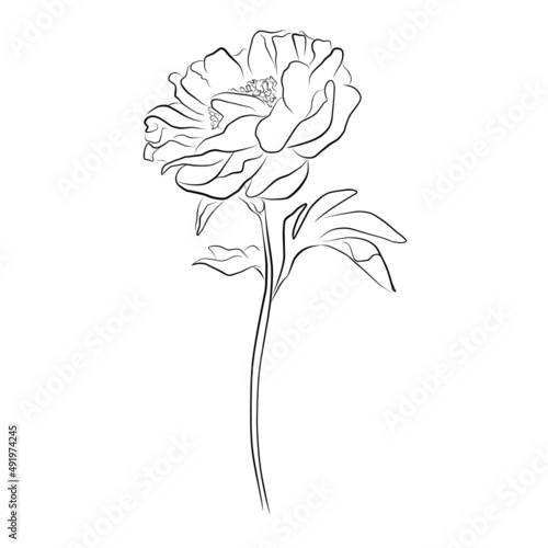 An illustration with a peony flower isolated on a white background. Vector illustration. Black silhouette. Realistic vector illustration of a peony. Hand-drawn vector illustration