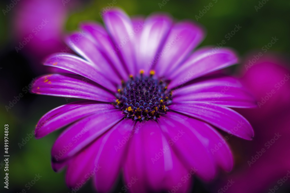 A lavender Cape Marguerite daisy ; overhead view ; closeup. A lavender Cape Marguerite daisy ; overhead view ; closeup.
