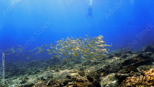 Underwater photo of a scuba diver and huge school of fish 