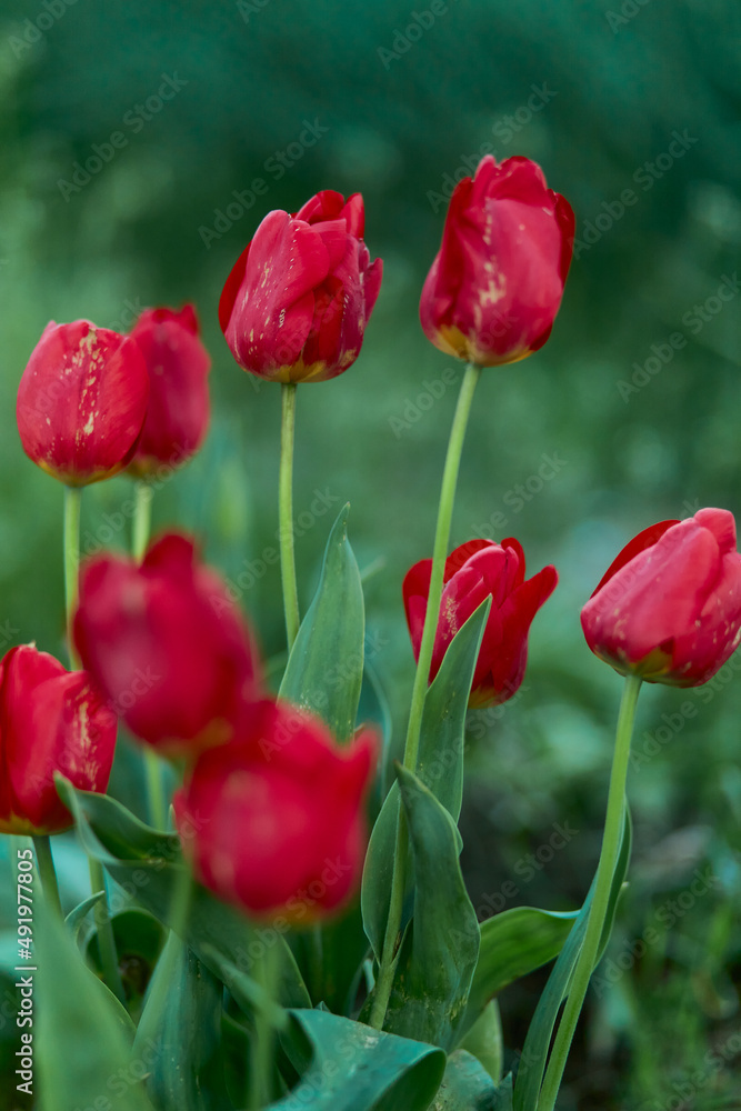Red tulips in the field. Spring blurred background, postcard.