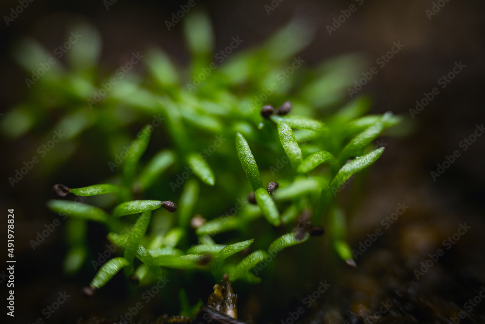 Young shoots of Irish moss 