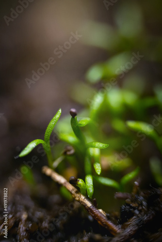 Young shoots of Irish moss "mshanka awl-shaped" are grown for seedlings for a garden or cottage.Seedlings are about two weeks old. Photos with a shallow depth of field.
