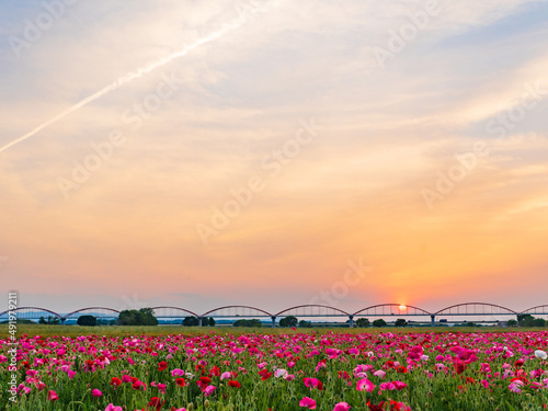 水道橋と夕日に照らされるポピー　埼玉県鴻巣市