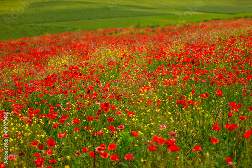 Red poppy flowers blooming in the springtime countryside