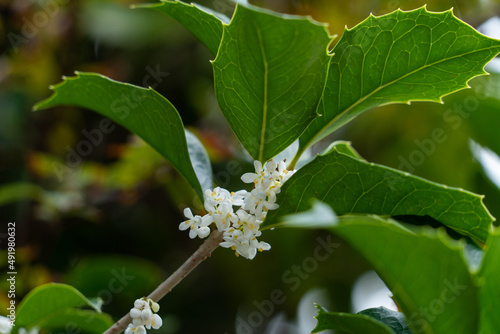 Flowers of holly olive - Osmanthus heterophyllus - are in bloom in Fukuoka city, JAPAN.