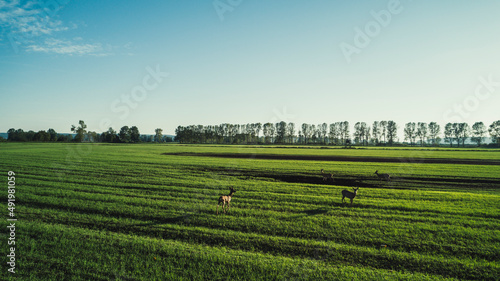 Photography Deer, wild animals on beautiful green field by the setting sun