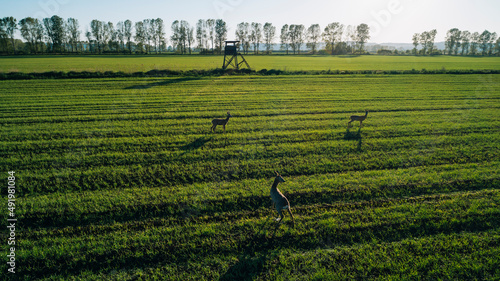 Canvas Print Deer, wild animals on beautiful green field by the setting sun