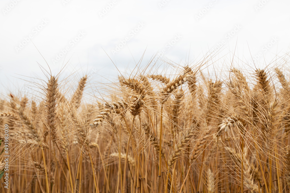 Close up wheat ears in agricultural field, Bulgaria Close up wheat ears in agricultural field, Bulgaria