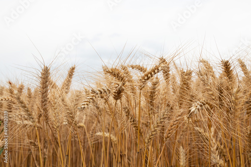 Close up wheat ears in agricultural field, Bulgaria
