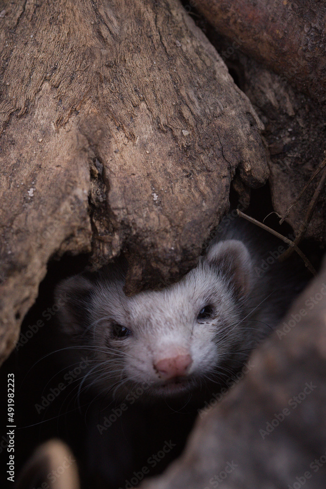 Ferret enjoying walking and exploring hollow trees in park Ferret enjoying walking and exploring hollow trees in park