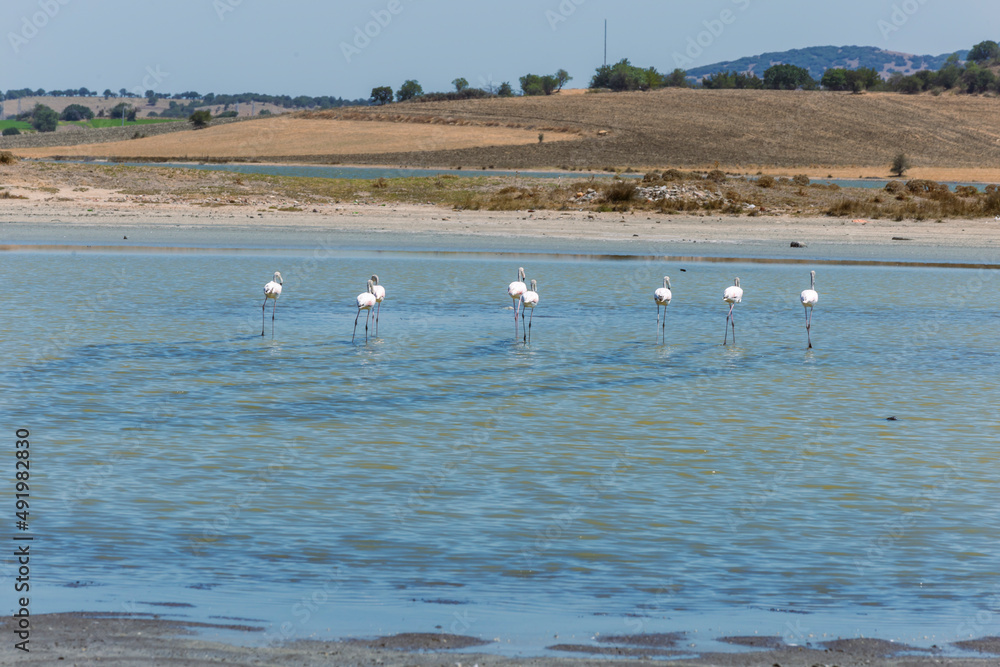 Close up group of a pink Chilean Flamingos with water reflection. Green landscape with the lake