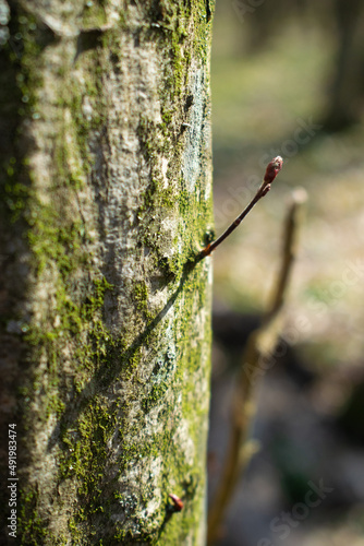First sprout growing from the tree trunk with old moss and long shadow - Selective focus