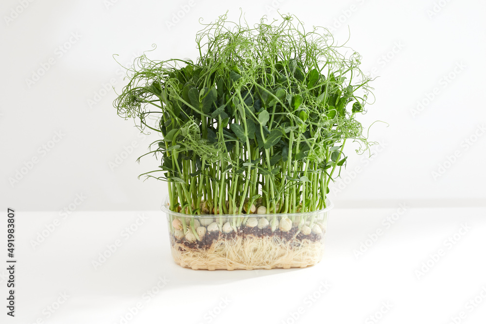 Plastic box with microgreen sprouts of green pea isolated on white background. Plastic box with microgreen sprouts of green pea isolated on white background.