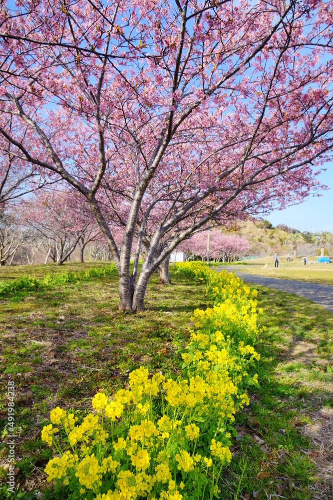 ピンクの桜と菜の花　御宿台公園