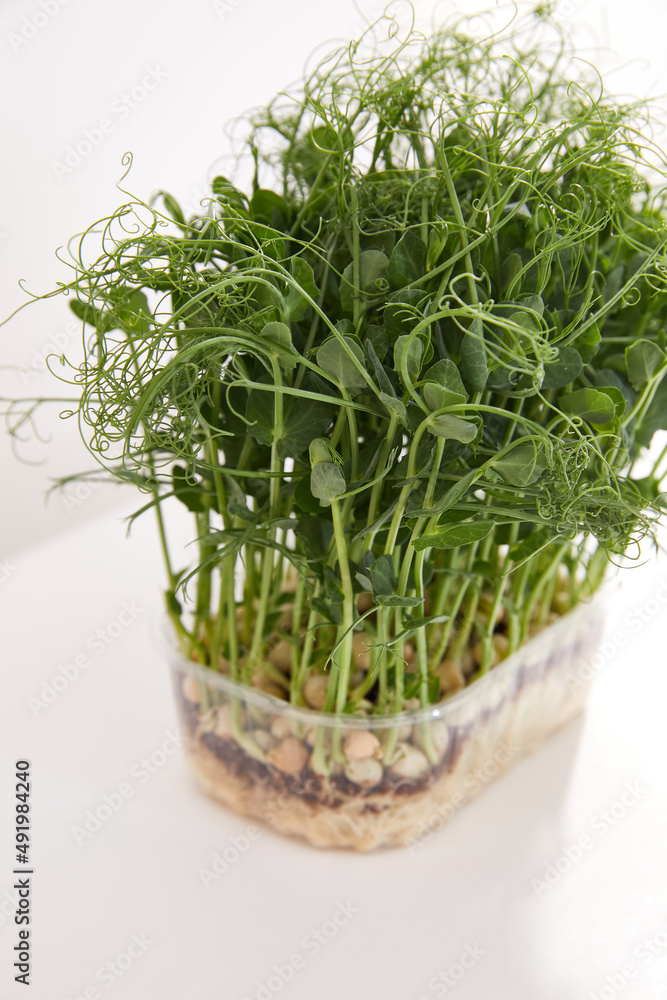Plastic box with microgreen sprouts of green pea isolated on white background.