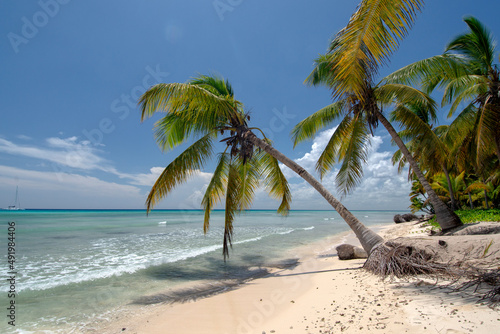 Tropical beach with palm trees and crystal clear water in Isla Saona, Dominican Republic