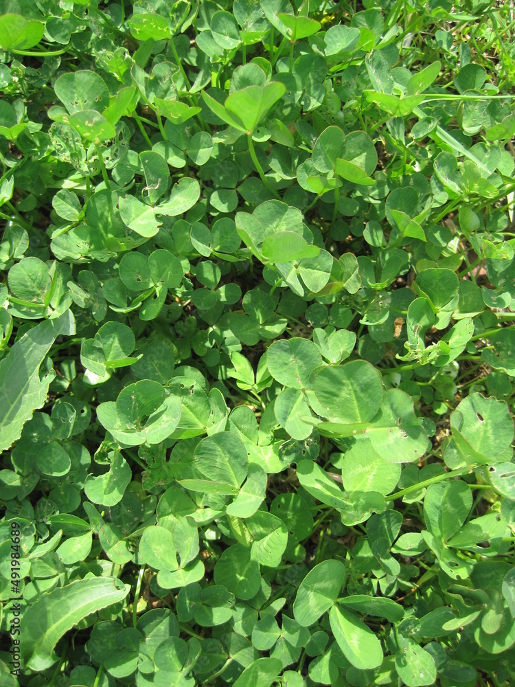 white clover white clover