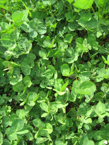 Wallpaper Mural white clover Torontodigital.ca