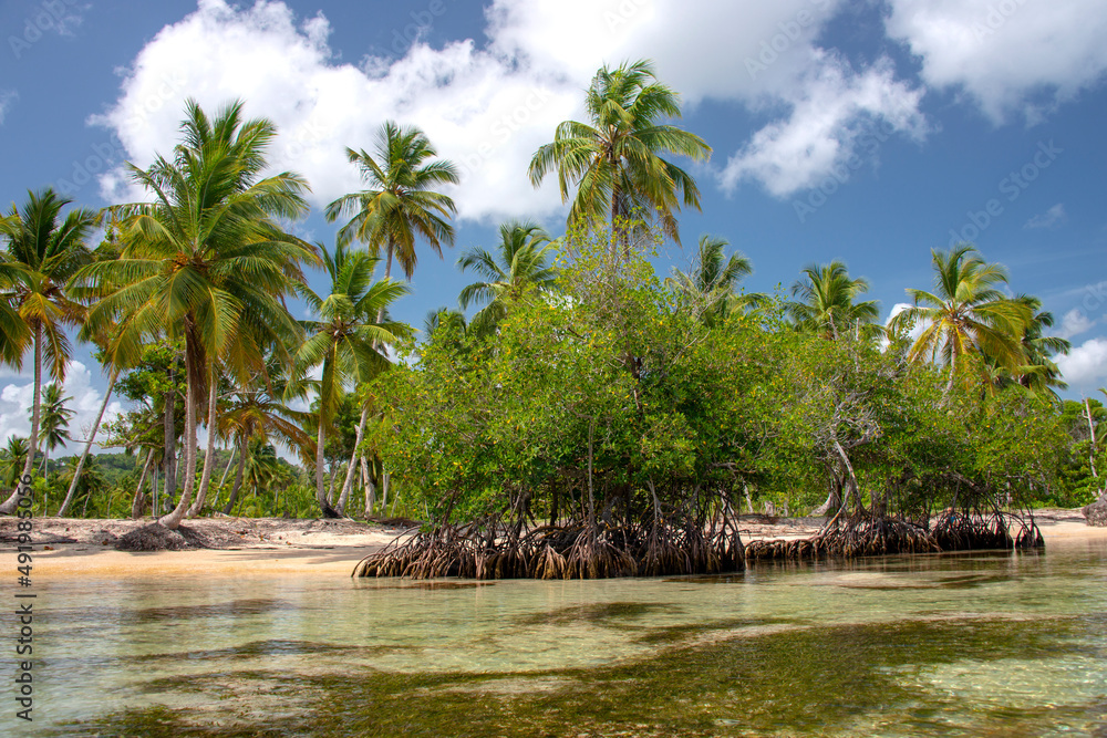 Obraz premium Mangrove trees grow on the beach in crystal clear tropical water