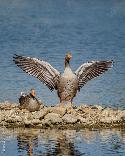 Two Greylay goose on island on lake with wings up photo
