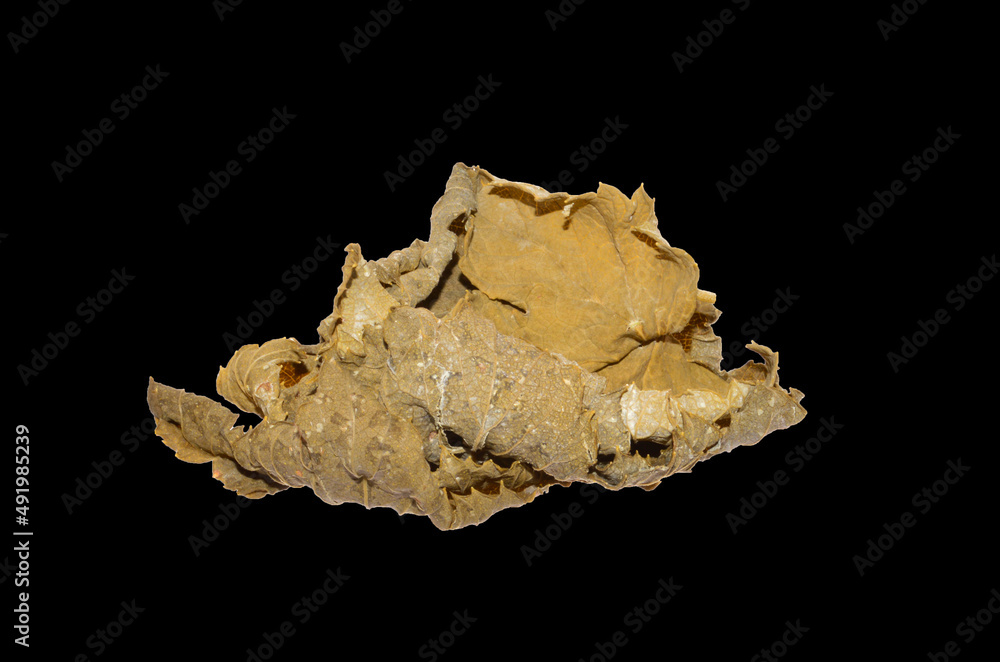 dry leaf isolated on white background dry leaf isolated on white background