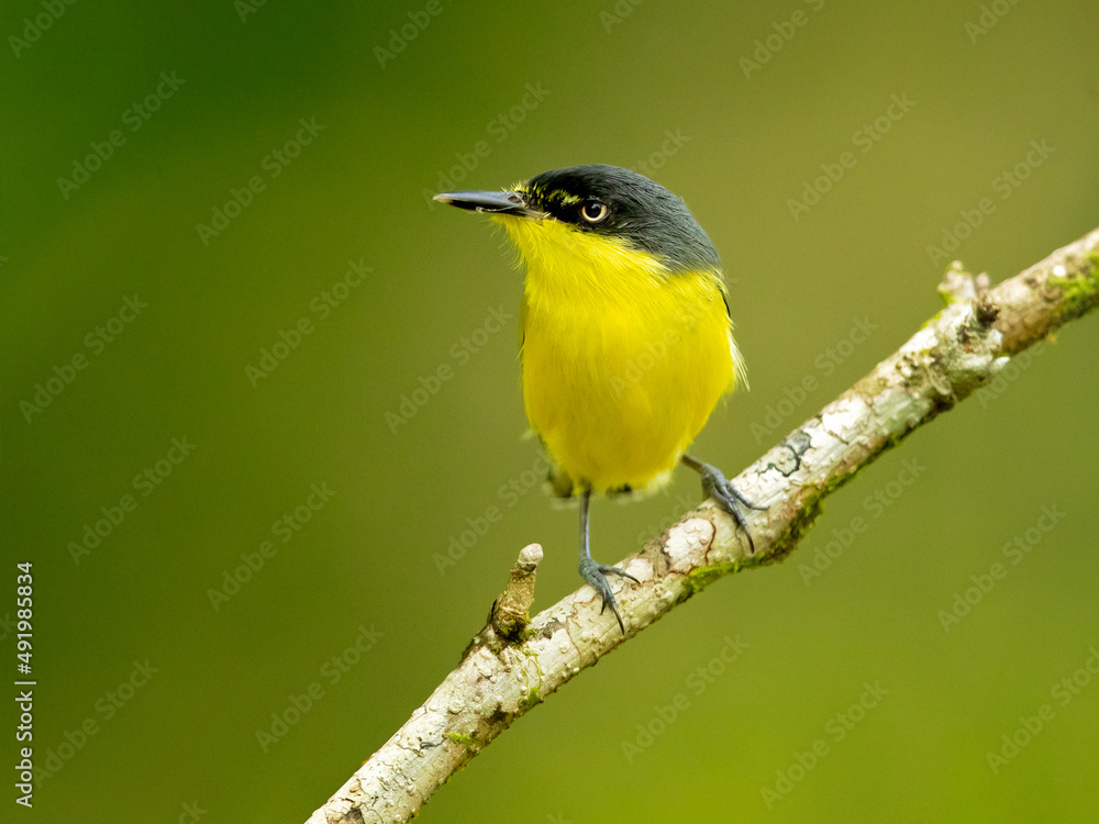 Obraz premium The common tody-flycatcher or black-fronted tody-flycatcher (Todirostrum cinereum) is a very small passerine bird in the tyrant flycatcher family.