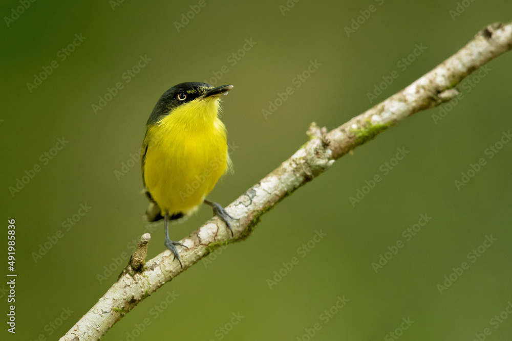 Naklejka premium The common tody-flycatcher or black-fronted tody-flycatcher (Todirostrum cinereum) is a very small passerine bird in the tyrant flycatcher family.
