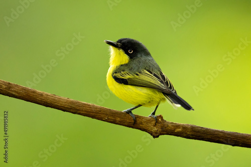 The common tody-flycatcher or black-fronted tody-flycatcher (Todirostrum cinereum) is a very small passerine bird in the tyrant flycatcher family. photo