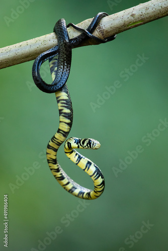 Spilotes pullatus, commonly known as the caninana is a species of large nonvenomous colubrid snake endemic to warmer parts of the Americas. 