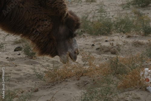 Aralsk, Kazakhstan - 10.07.2020 : A camel grazes on a sandy area, not far from residential buildings, in rural areas. photo