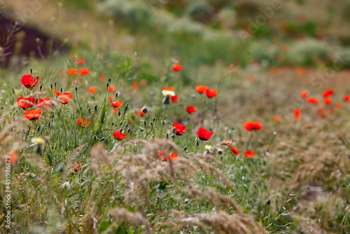 Flowering in nature. Wild red poppy flowers in focus only. Spikelet grass on foreground, blurred. Low depth-of-field.