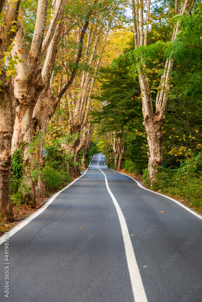 empty forest asphalt road. beautiful reflection of green trees on road. empty forest asphalt road. beautiful reflection of green trees on road.