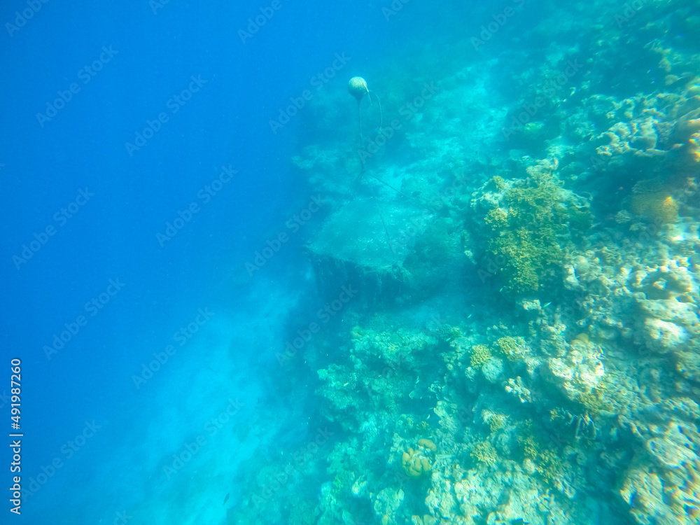 Obraz premium Tropical Maldives fish in underwater sea 