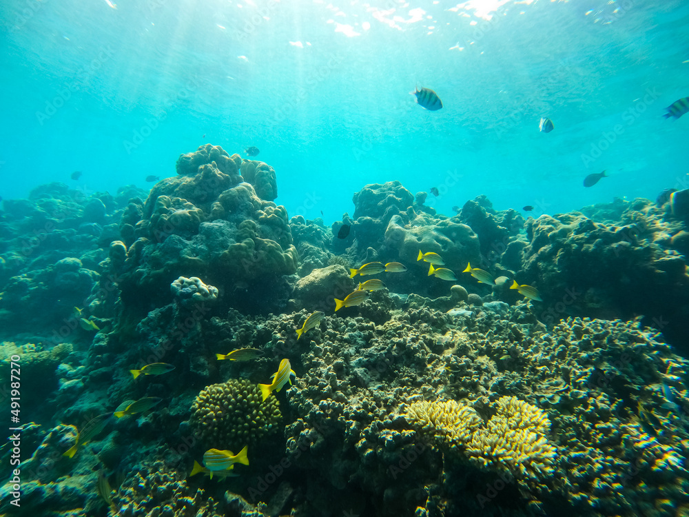 Fototapeta premium Tropical Maldives fish in underwater sea 