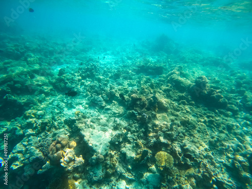 Fototapeta Naklejka Na Ścianę i Meble -  Tropical Maldives fish in underwater sea 