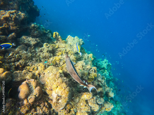 Tropical Maldives fish in underwater sea 