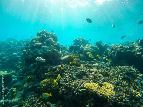 Fototapeta Naklejka Na Ścianę i Meble -  Tropical Maldives fish in underwater sea 