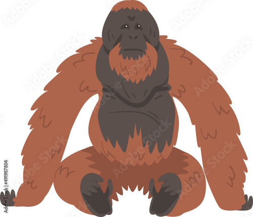 Orangutan Monkey with Brown Hair as Arboreal Great Ape with Long Arms Illustration