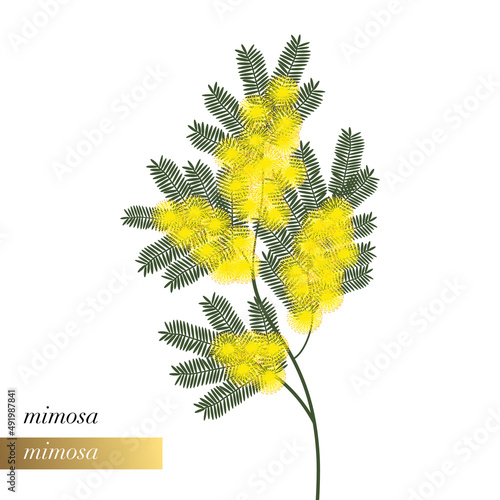 Illustration florale simple en gros plan d’une branche de mimosa.