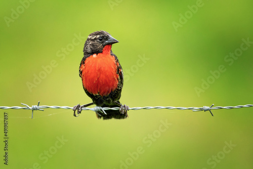 The red-breasted meadowlark (Leistes militaris) is a passerine bird in the New World family Icteridae. It was formerly named red-breasted blackbird but is not closely related to the red-winged 