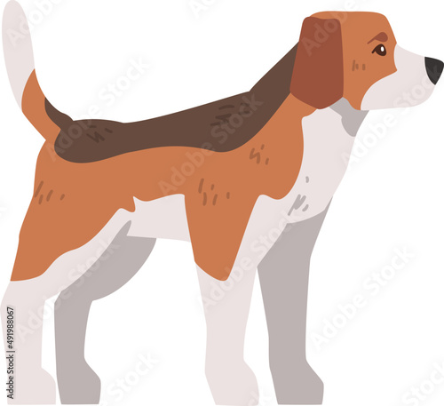 Beagle Dog as Scent Hound Breed with Brown Marking and Large Long Ears Illustration