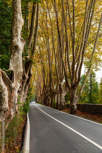 empty forest asphalt road. beautiful reflection of green trees on road. photo