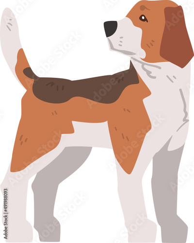 Beagle Dog as Scent Hound Breed with Brown Marking and Large Long Ears Illustration