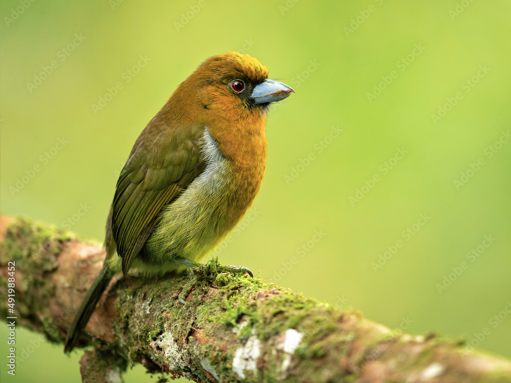 Fototapeta premium he prong-billed barbet (Semnornis frantzii) is a distinctive, relatively large-billed bird native to humid highland forest of Costa Rica and western Panama. 