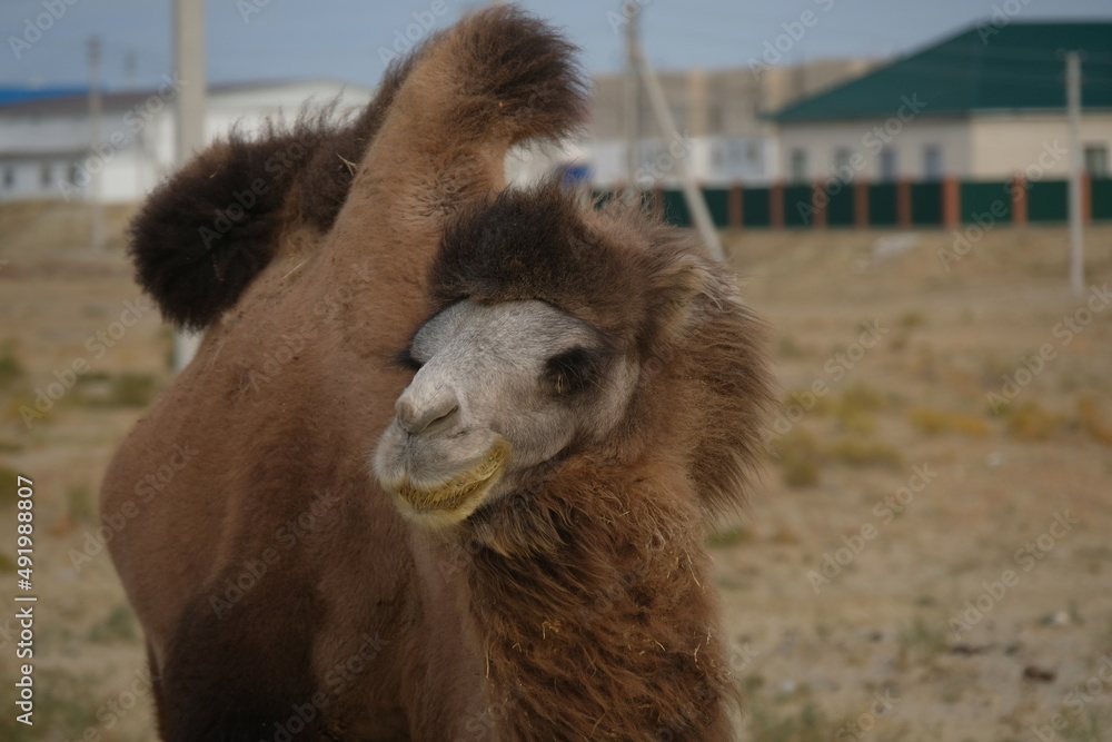 Aralsk, Kazakhstan - 10.07.2020 : A camel grazes on a sandy area, not far from residential buildings, in rural areas.