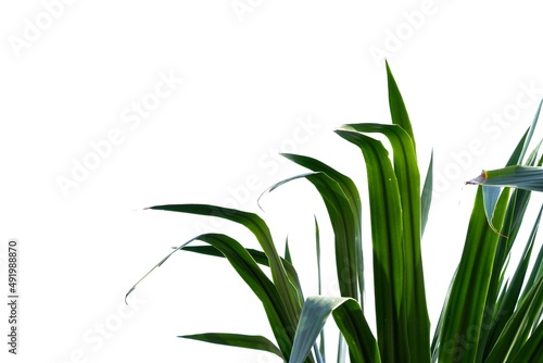 In selective focus Tropical Dracaena loureiri Gagnep tree with leaves on white isolated background for green foliage backdrop