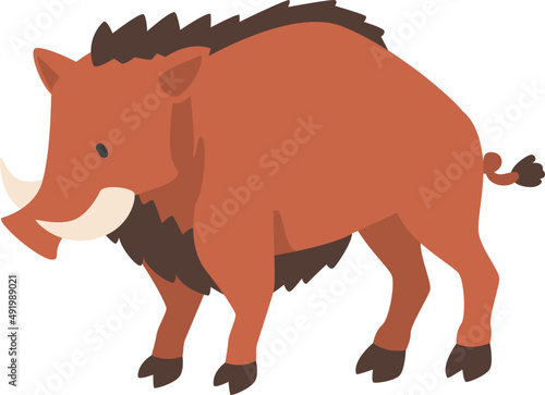 Common Warthog Species with Ivory as Wild African Animal Living in Savannah